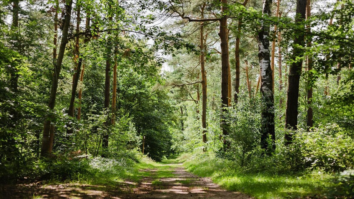 Bilder FriedWald Dudenhofen