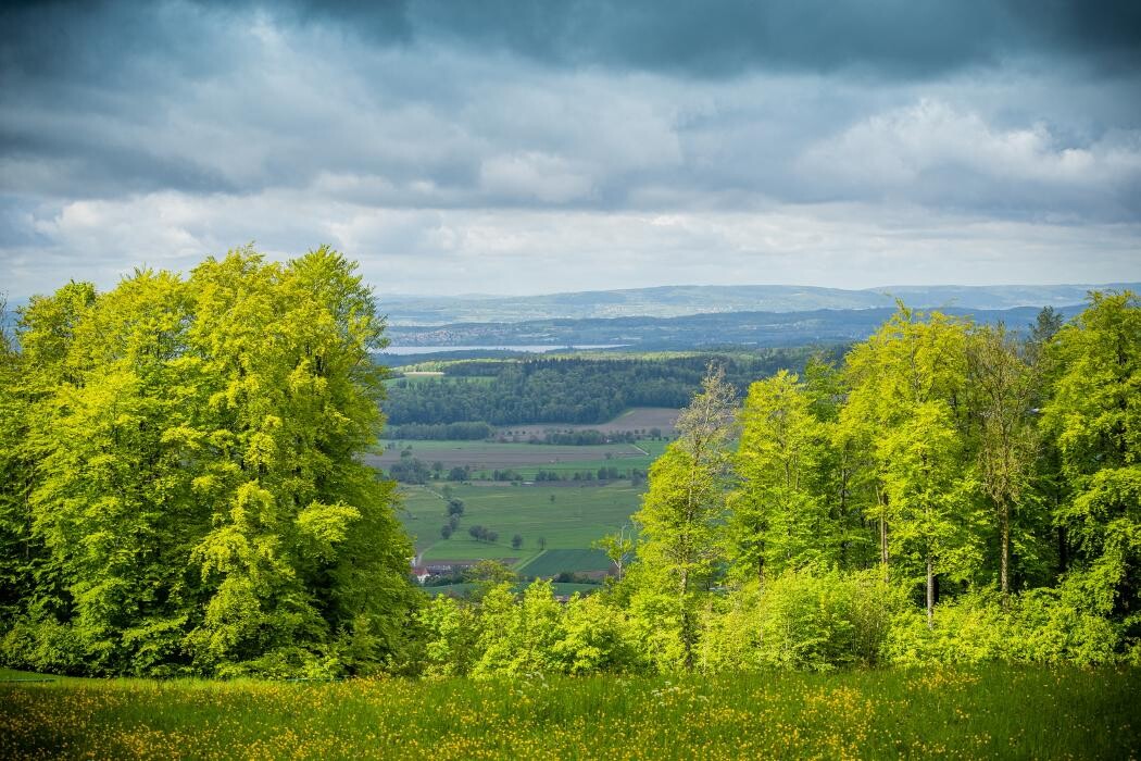 Bilder FriedWald Elisenruhe