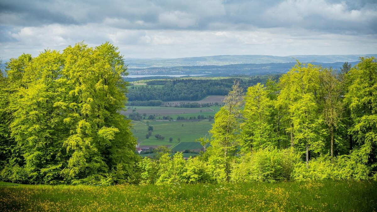 Bilder FriedWald Elisenruhe