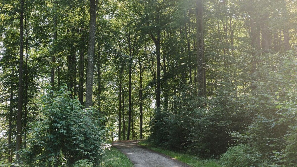 Bilder FriedWald Elisenruhe