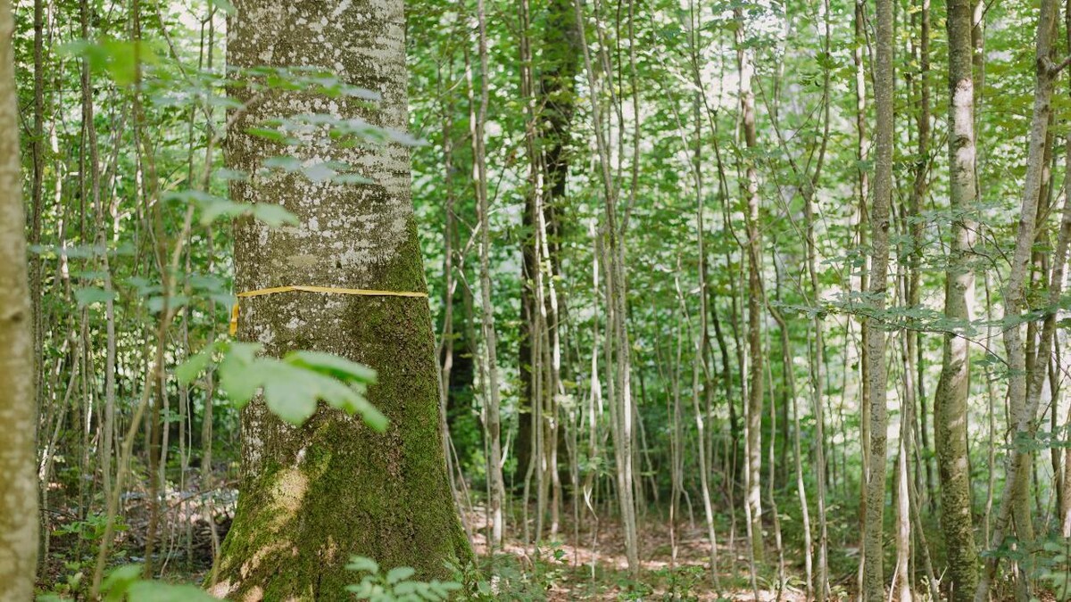 Bilder FriedWald Elisenruhe