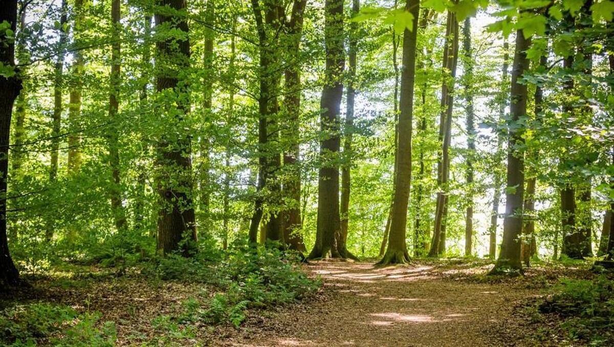 Bilder FriedWald Kalletal