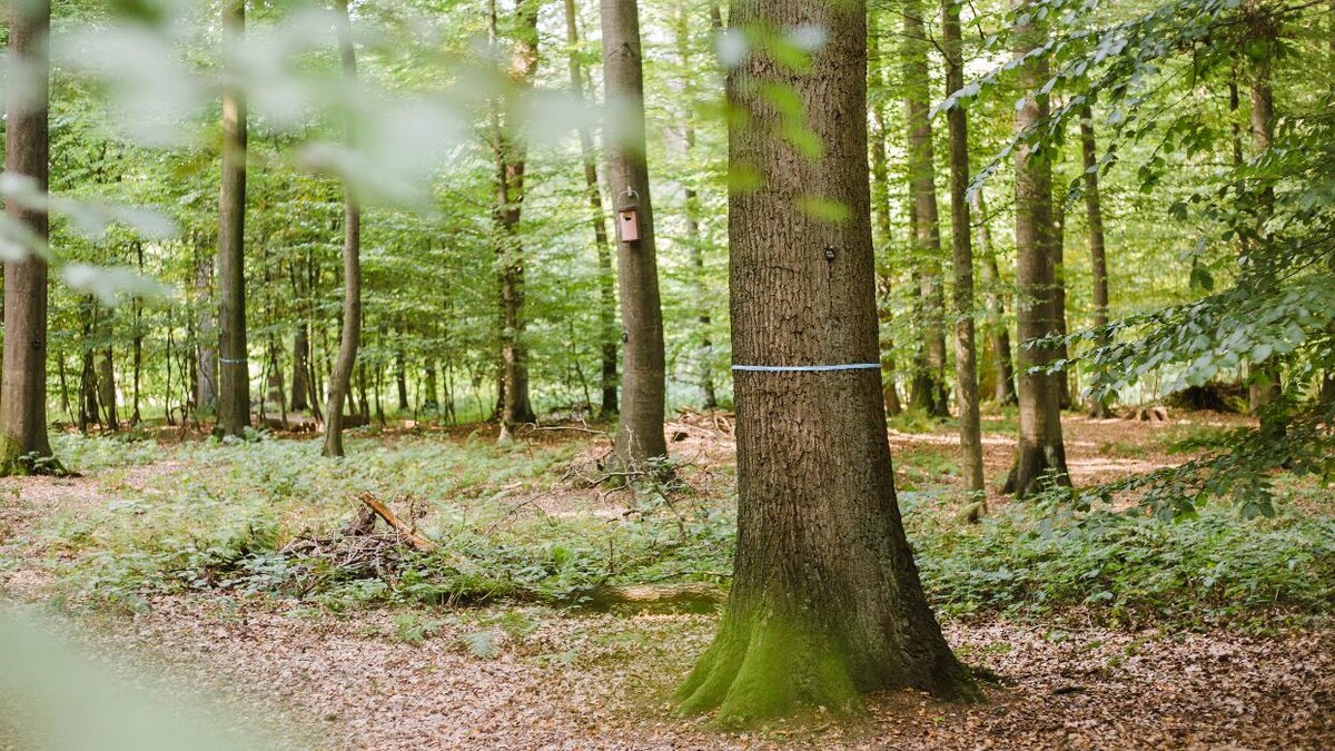 Bilder FriedWald Kalletal