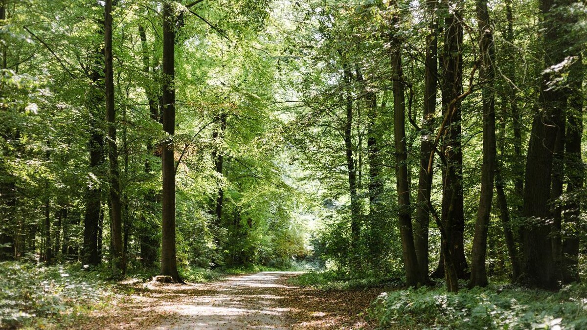 Bilder FriedWald Kalletal