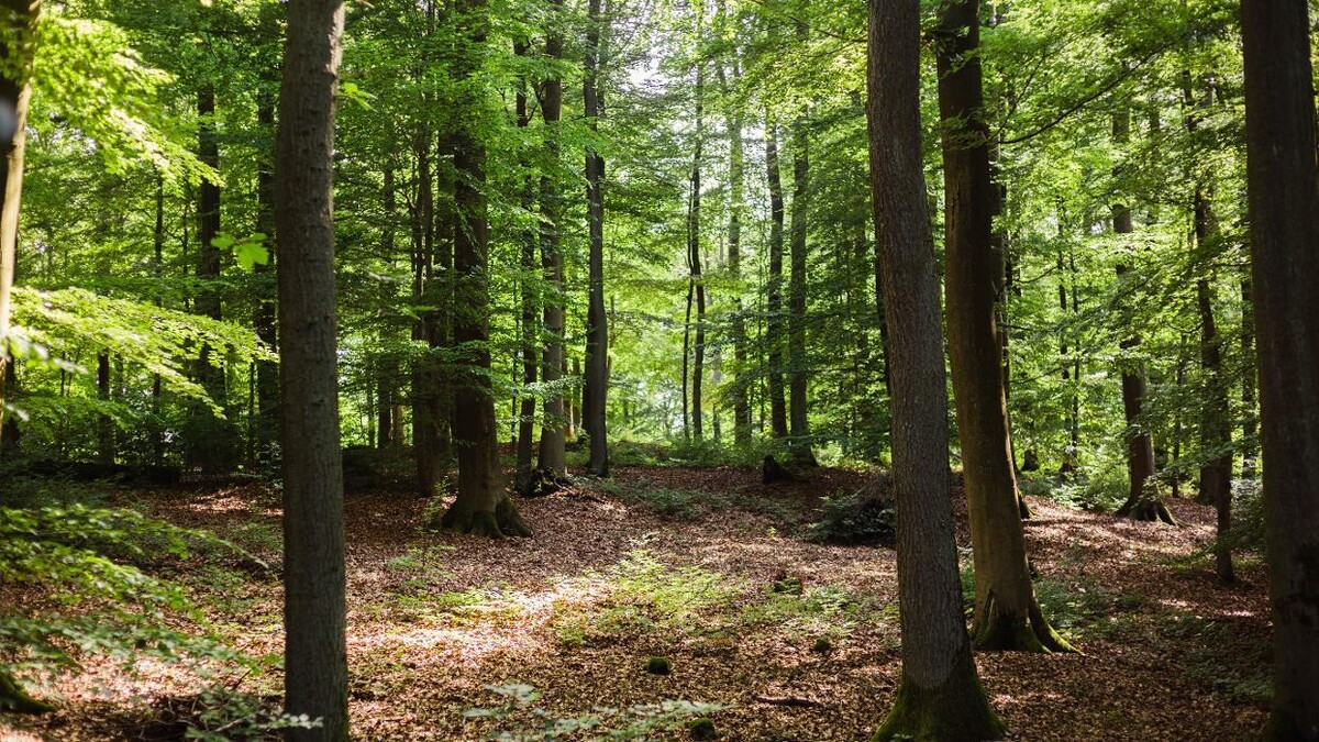 Bilder FriedWald Herborn
