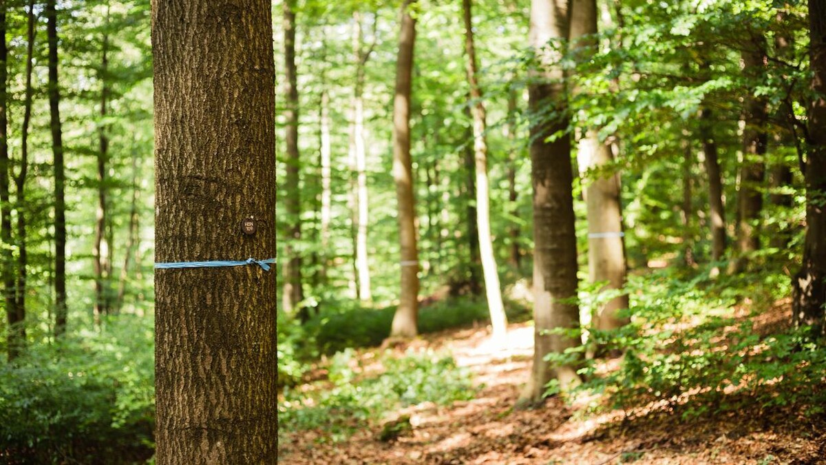 Bilder FriedWald Herborn