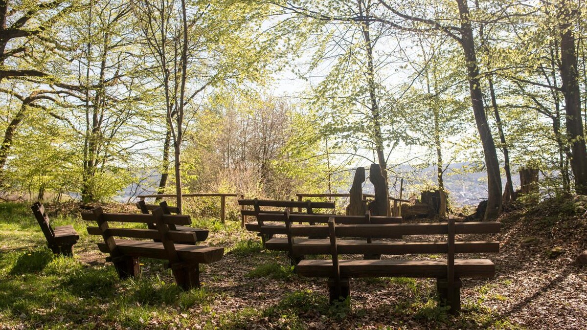 Bilder FriedWald Michelstadt im Odenwald