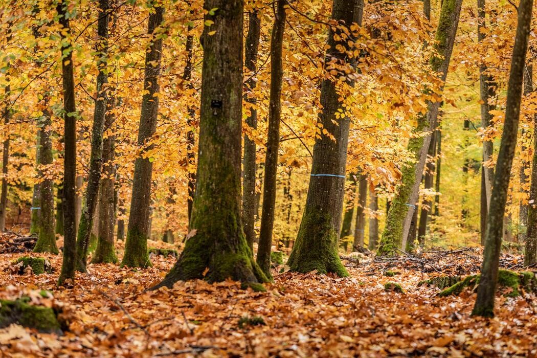 Bilder FriedWald Michelstadt im Odenwald