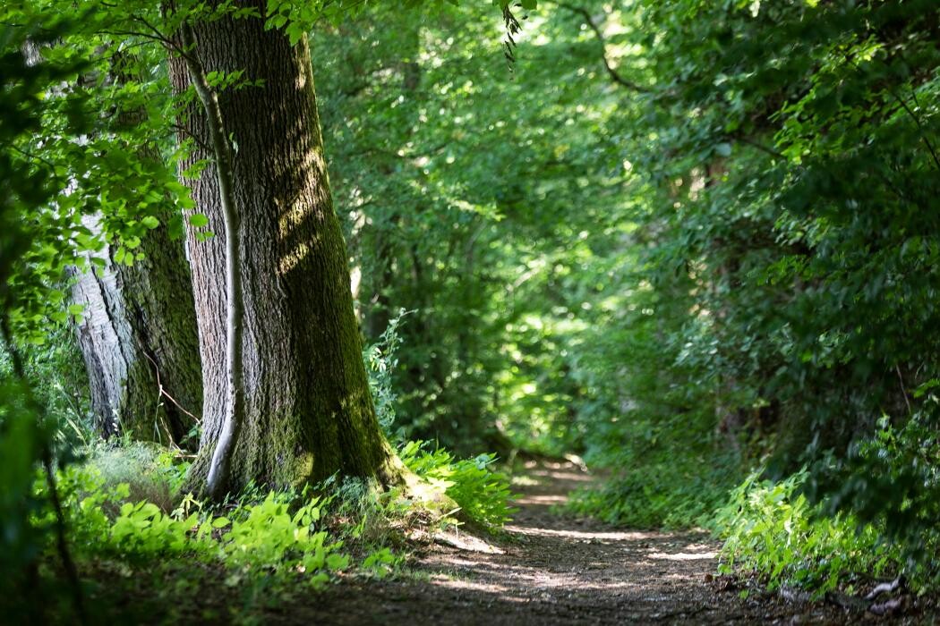 Bilder FriedWald Michelstadt im Odenwald