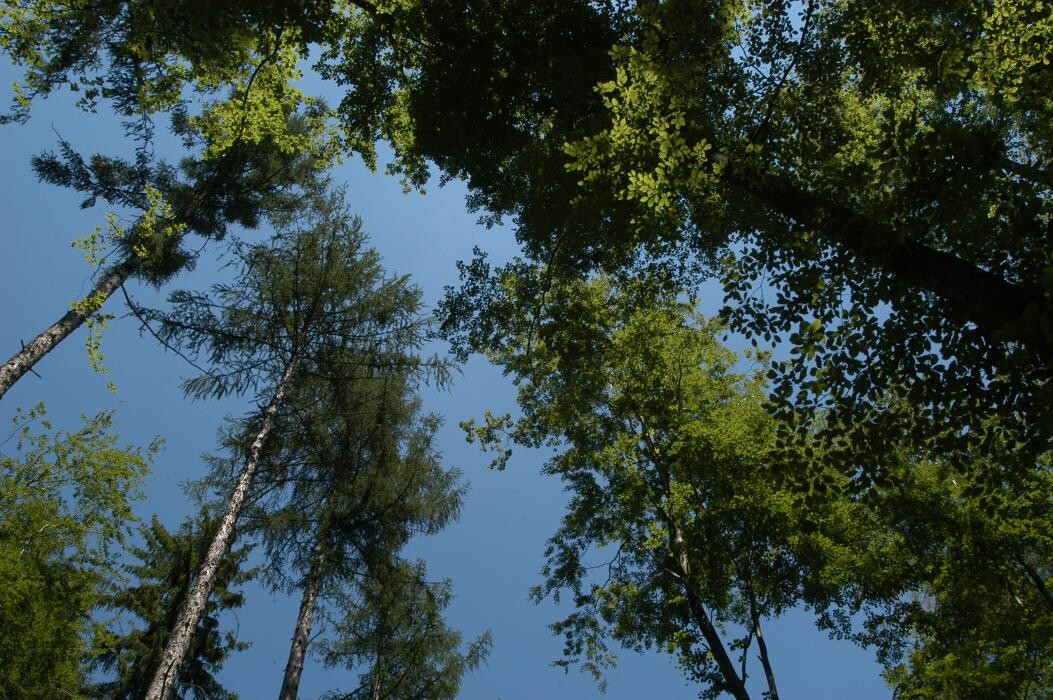 Bilder FriedWald Michelstadt im Odenwald