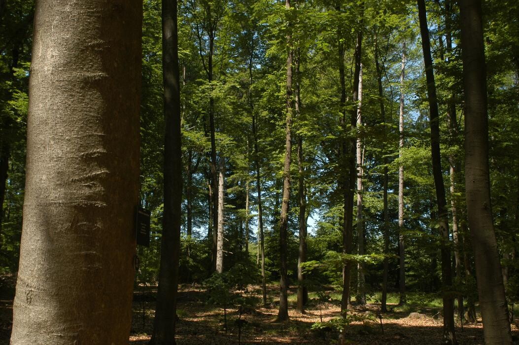 Bilder FriedWald Michelstadt im Odenwald