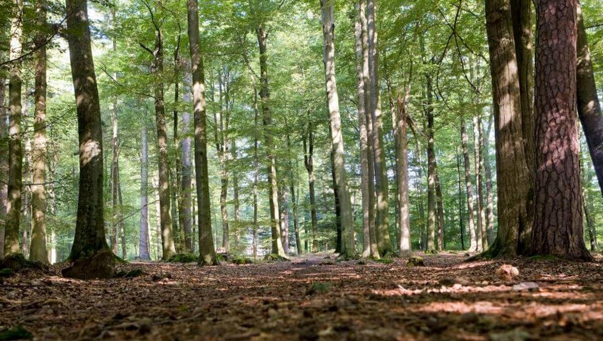 Bilder FriedWald Michelstadt im Odenwald