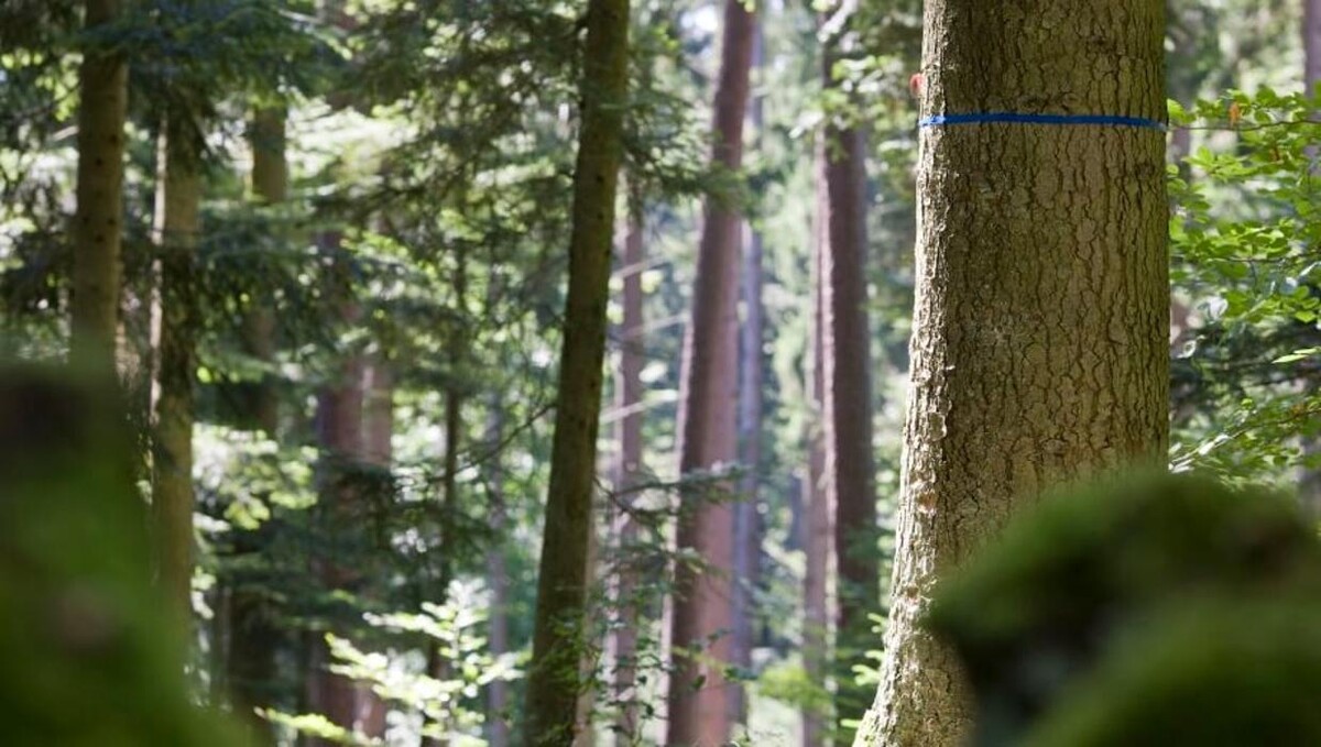 Bilder FriedWald Michelstadt im Odenwald