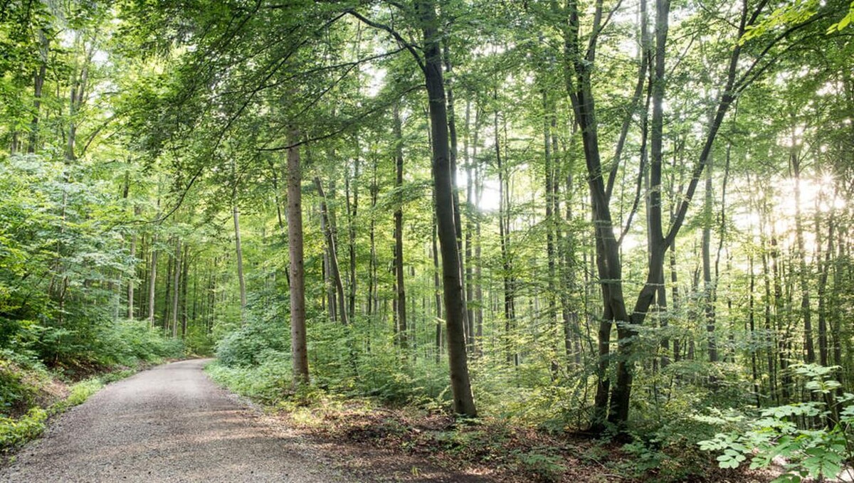 Bilder FriedWald Bad Berka