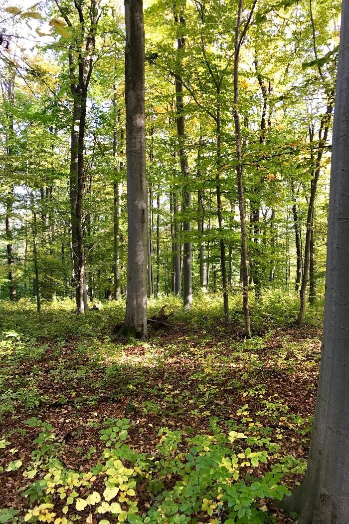 Bilder FriedWald Bad Berka