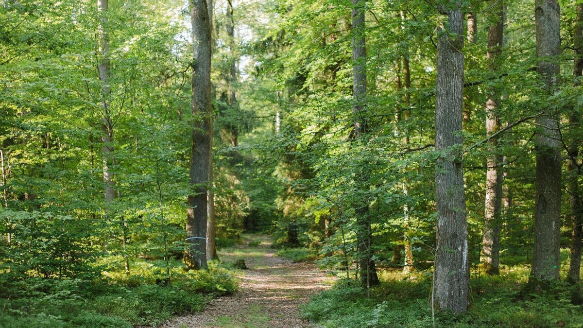 Bilder FriedWald Spessart