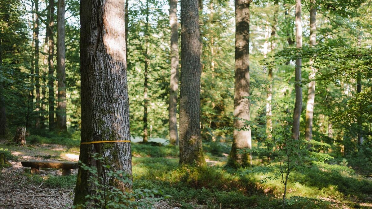 Bilder FriedWald Spessart