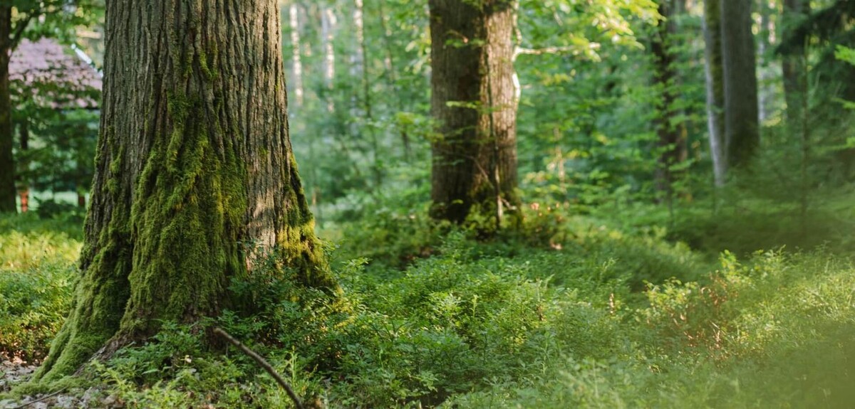 Bilder FriedWald Spessart