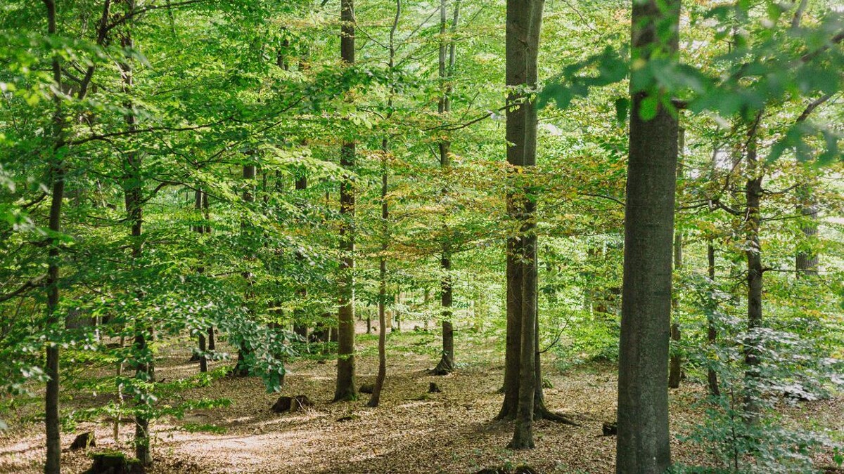 Bilder FriedWald Südharz