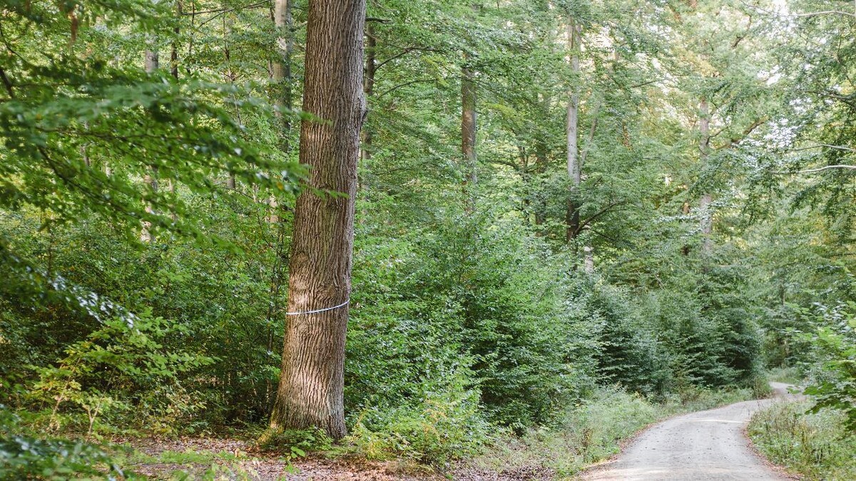 Bilder FriedWald Südharz