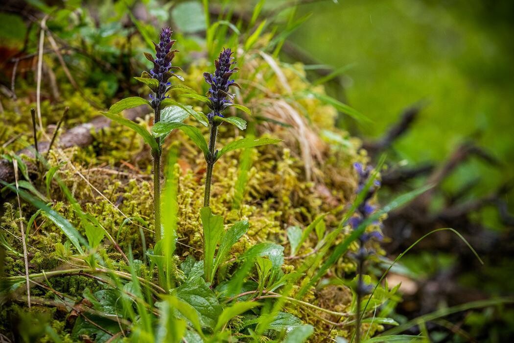 Bilder FriedWald Hegau