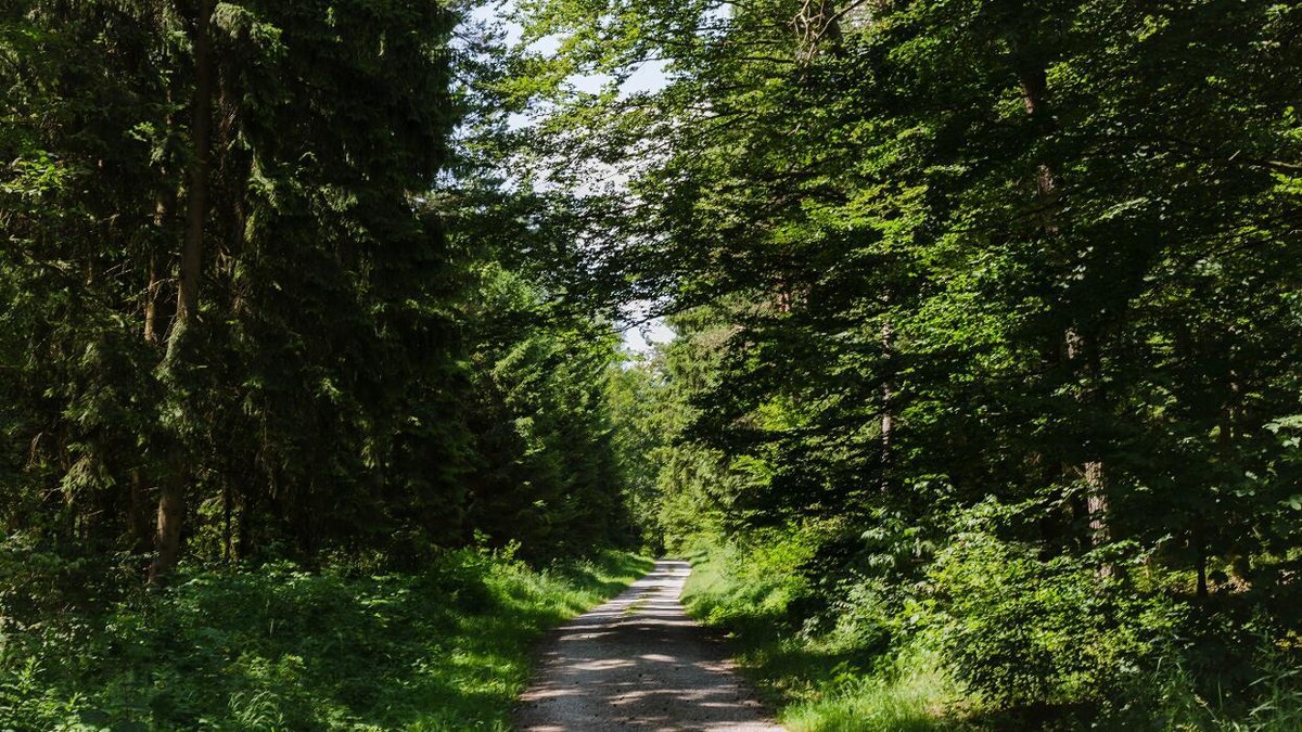 Bilder FriedWald Hegau
