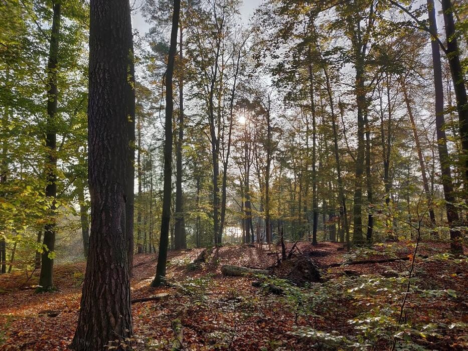 Bilder FriedWald Mühlenbecker Land