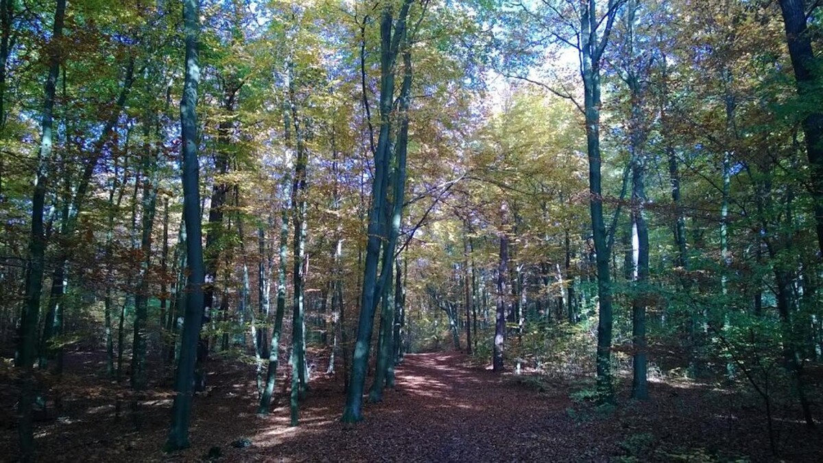 Bilder FriedWald Mühlenbecker Land