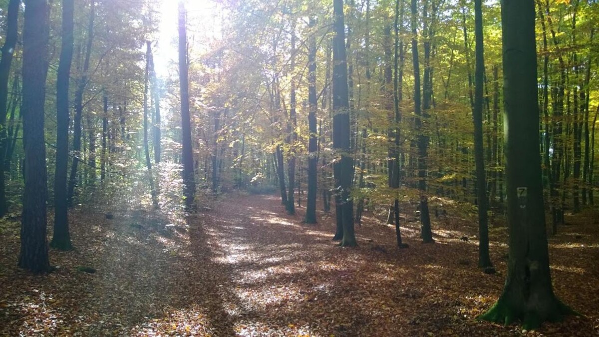 Bilder FriedWald Mühlenbecker Land