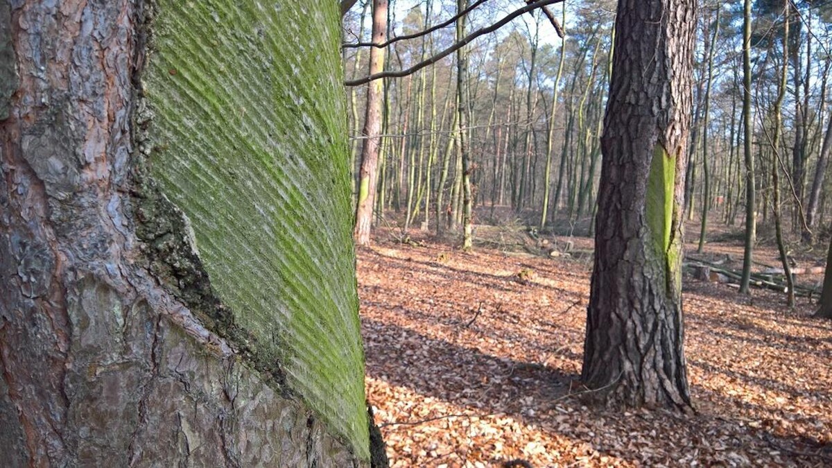 Bilder FriedWald Mühlenbecker Land