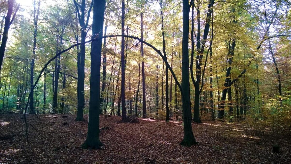 Bilder FriedWald Mühlenbecker Land