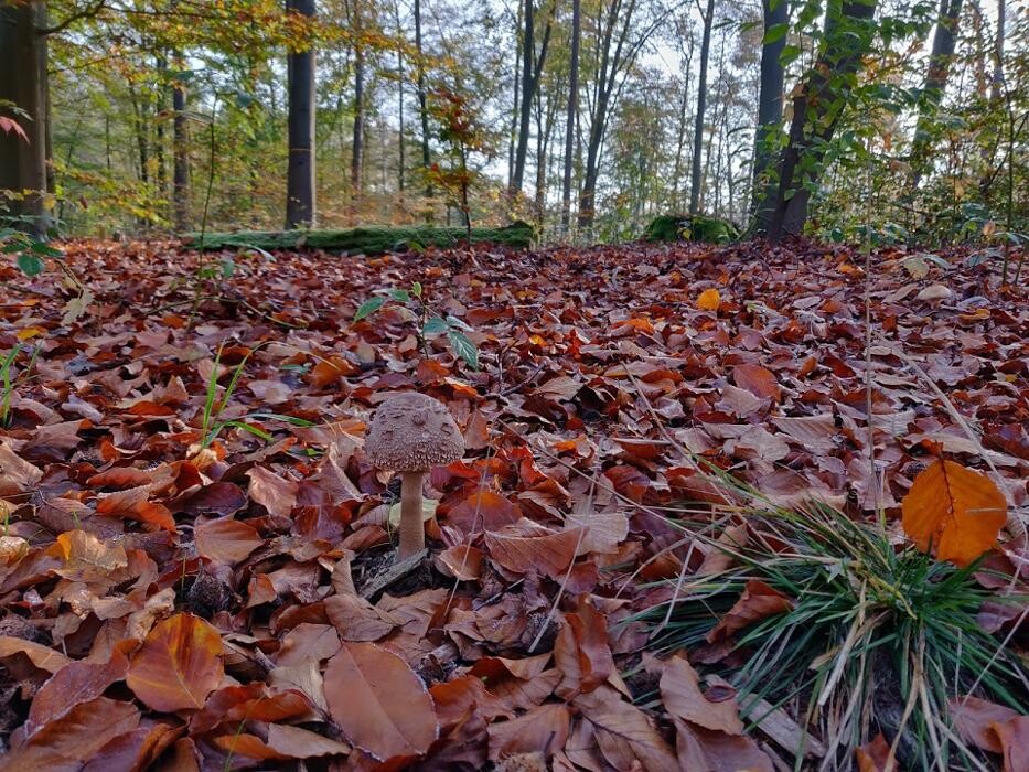 Bilder FriedWald Mühlenbecker Land