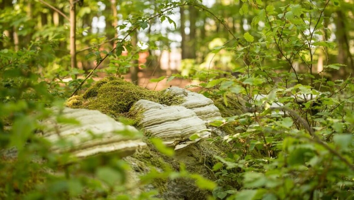 Bilder FriedWald Mühlenbecker Land