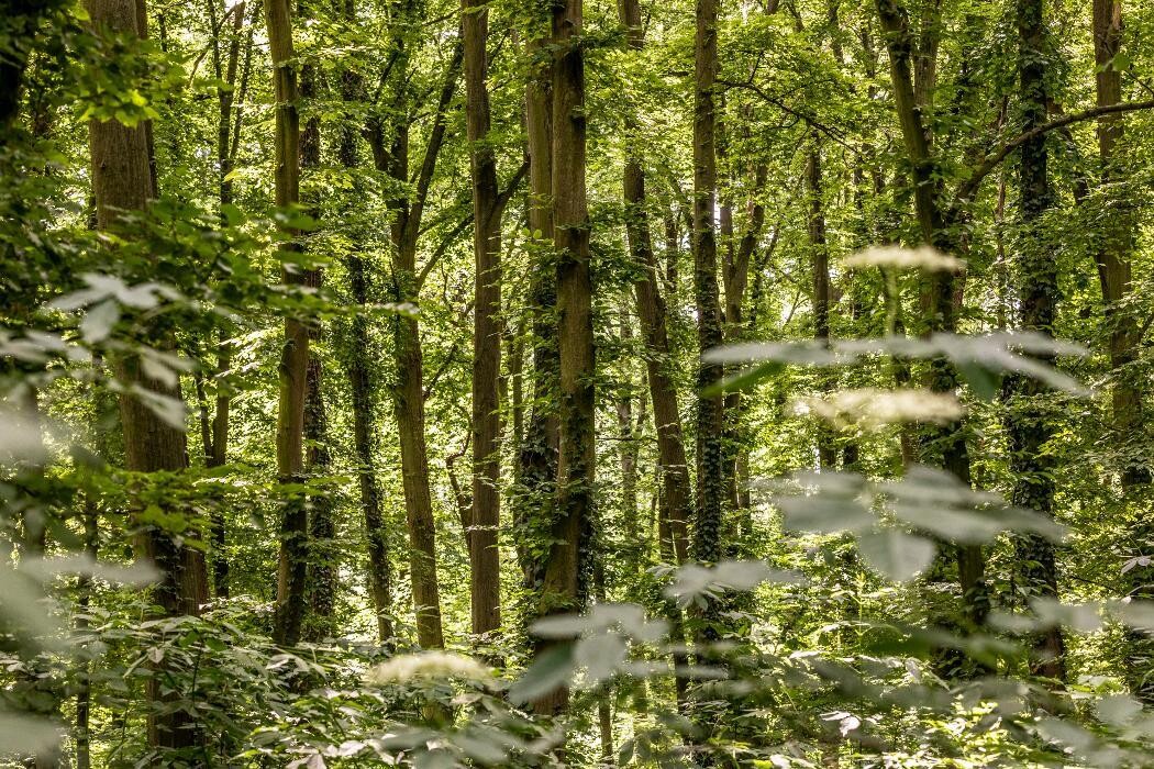 Bilder FriedWald Freyburg (Unstrut)