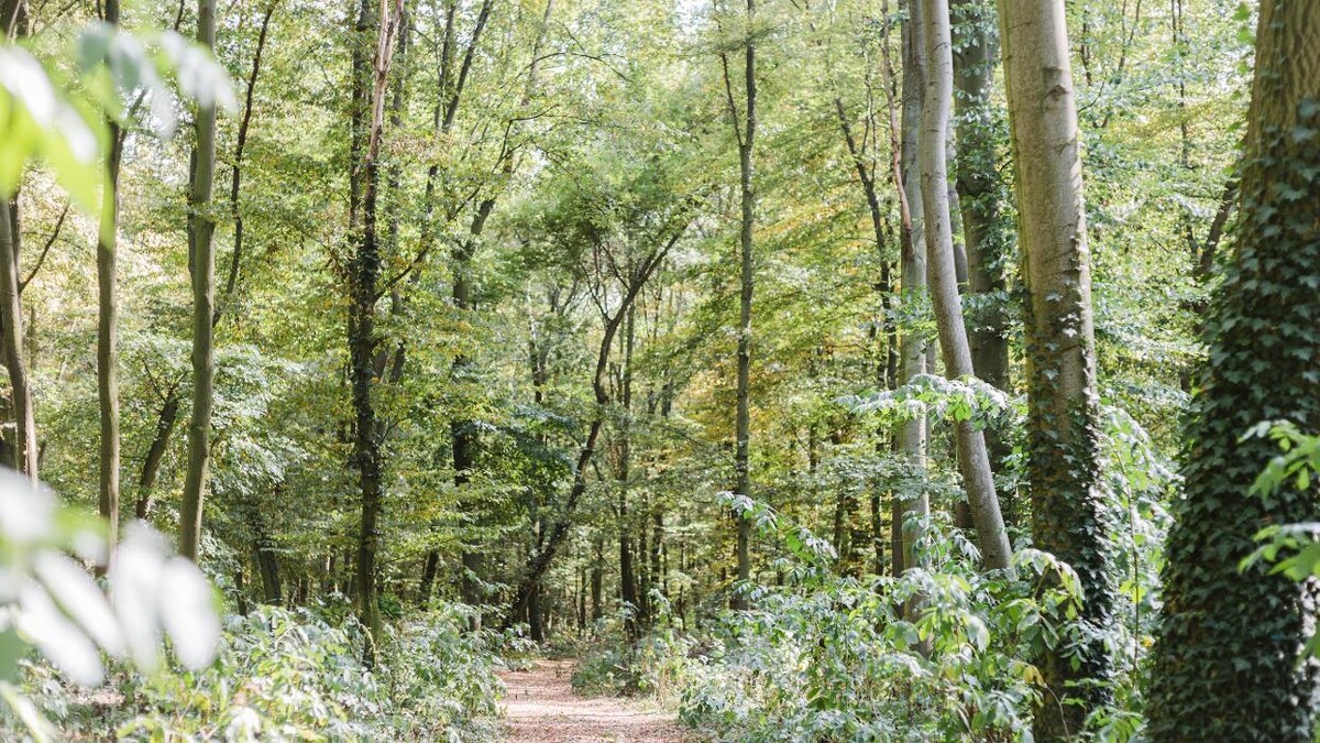 Bilder FriedWald Freyburg (Unstrut)