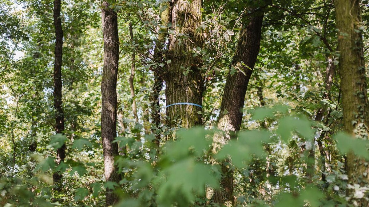 Bilder FriedWald Freyburg (Unstrut)