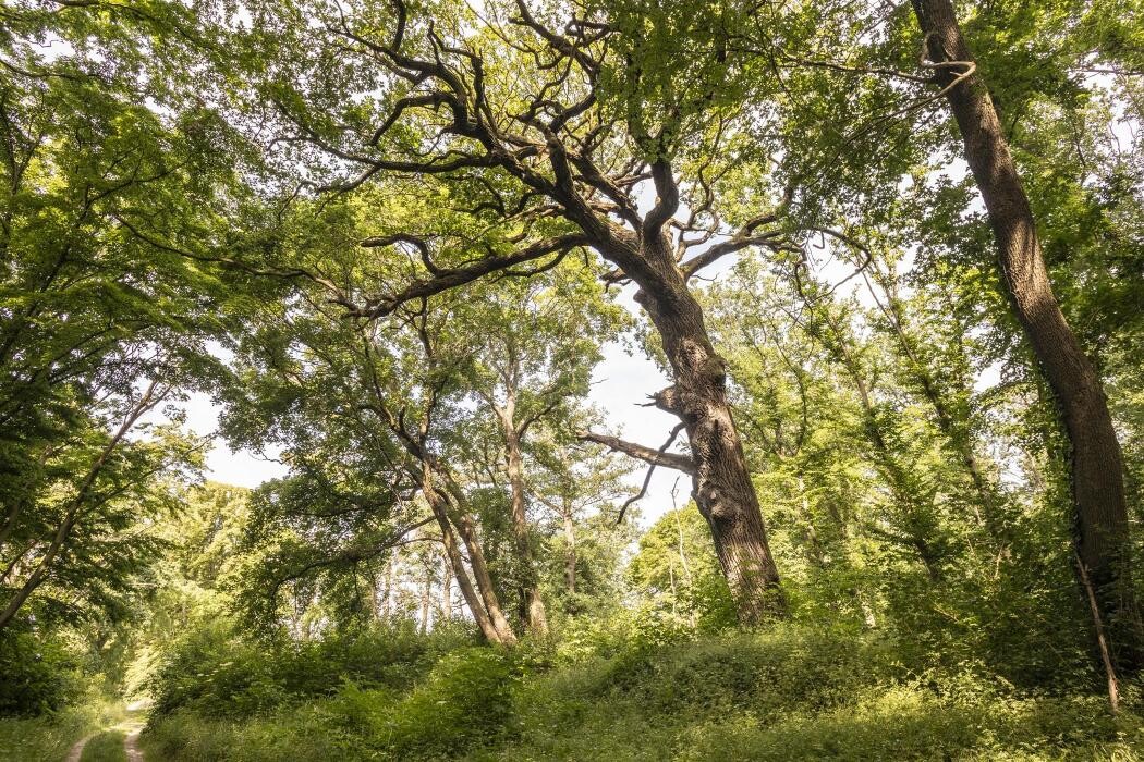 Bilder FriedWald Freyburg (Unstrut)