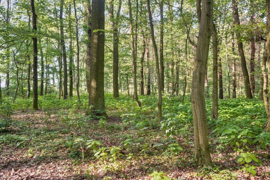 Bilder FriedWald Freyburg (Unstrut)