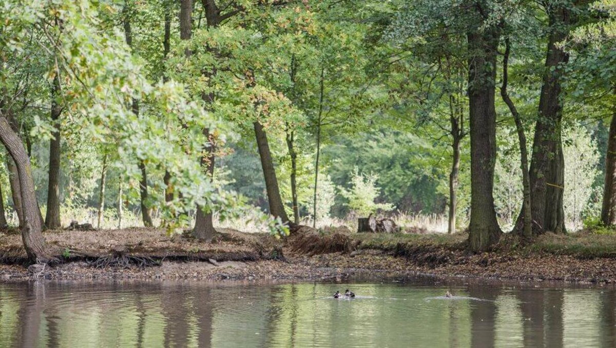 Bilder FriedWald Markersdorf