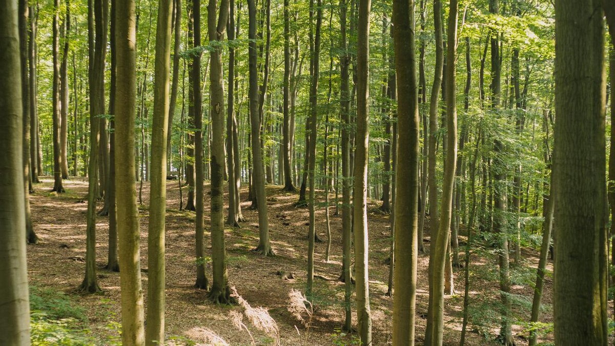 Bilder FriedWald Grevesmühlen