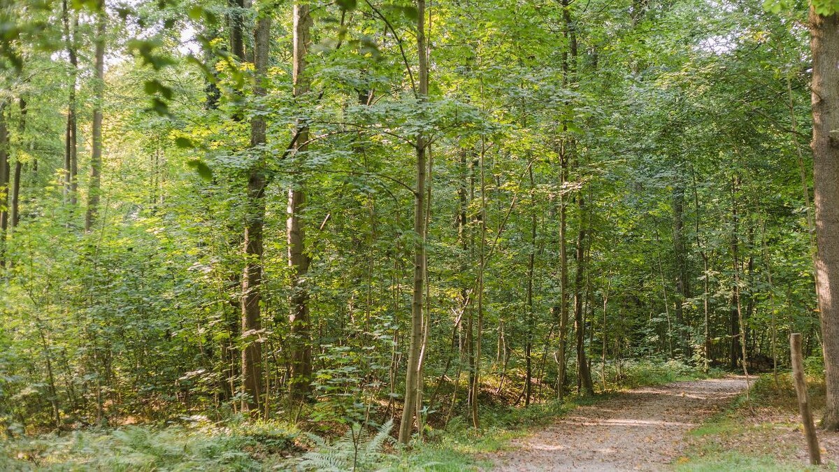 Bilder FriedWald Grevesmühlen