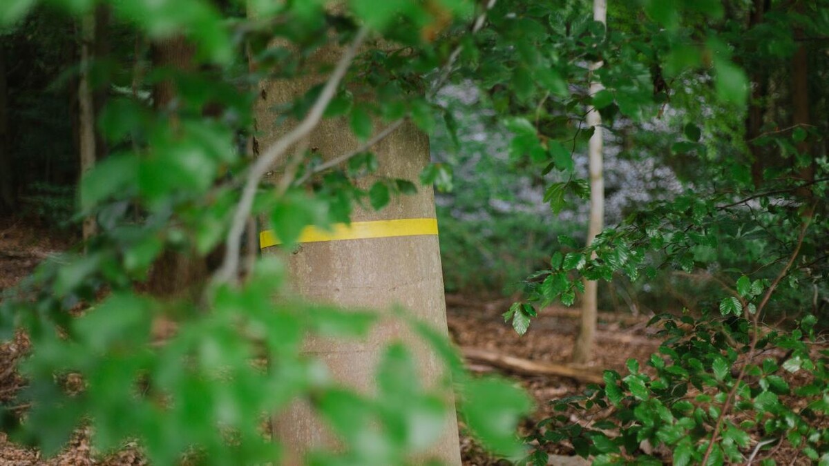 Bilder FriedWald Saarbrücken