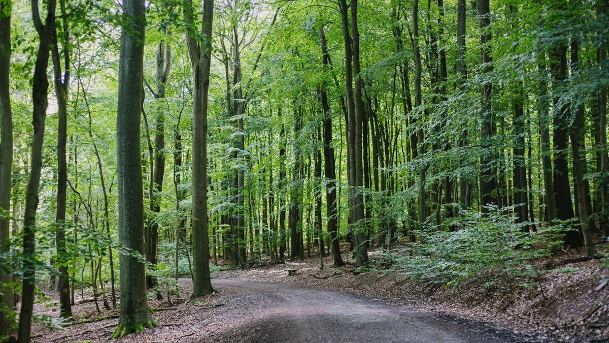 Bilder FriedWald Saarbrücken