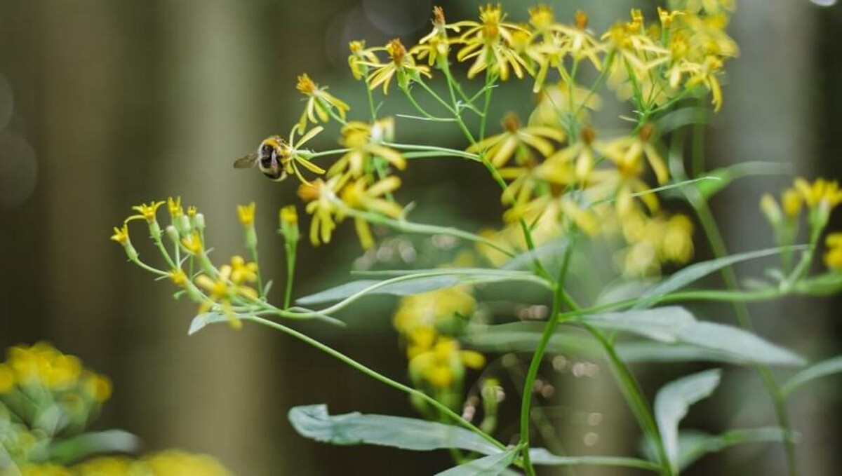 Bilder FriedWald Saarbrücken