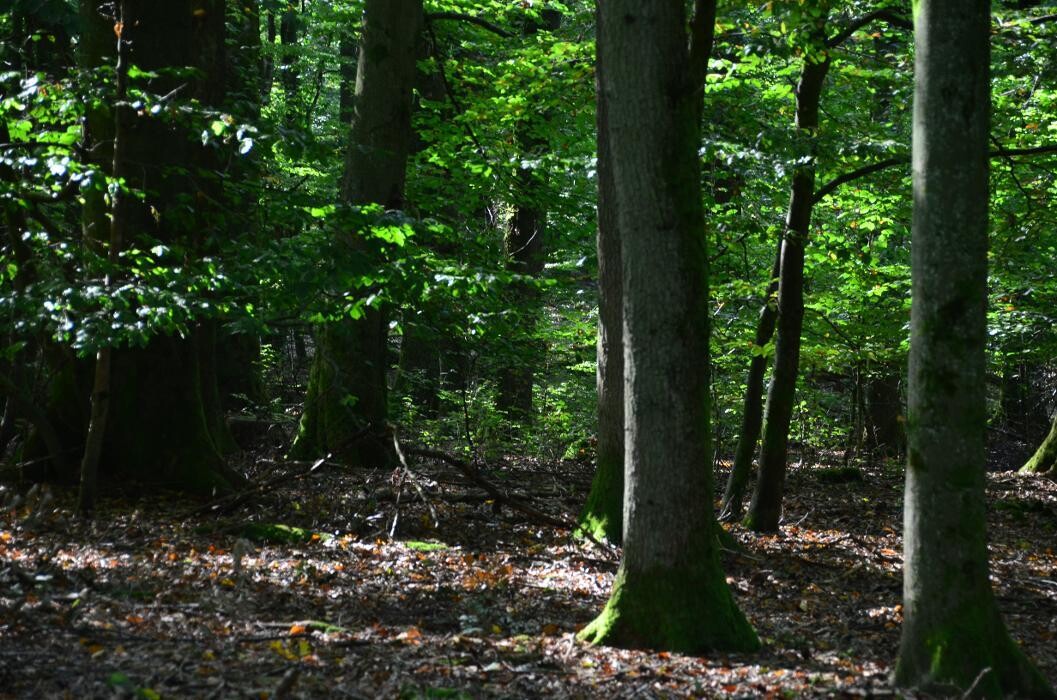 Bilder FriedWald Imsbach