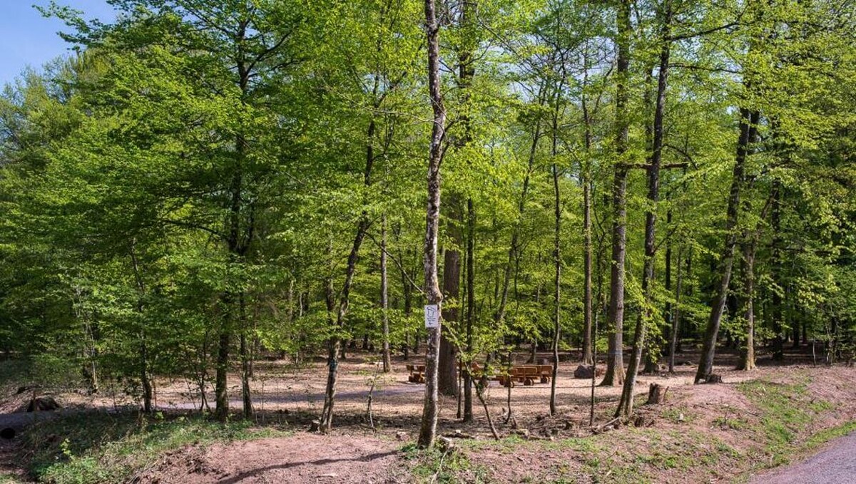 Bilder FriedWald Imsbach