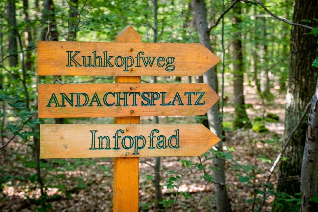 Bilder FriedWald Kirchheimbolanden