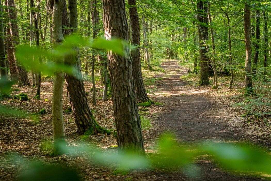 Bilder FriedWald Kirchheimbolanden