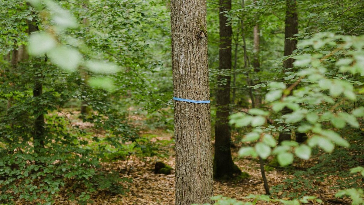 Bilder FriedWald Kirchheimbolanden