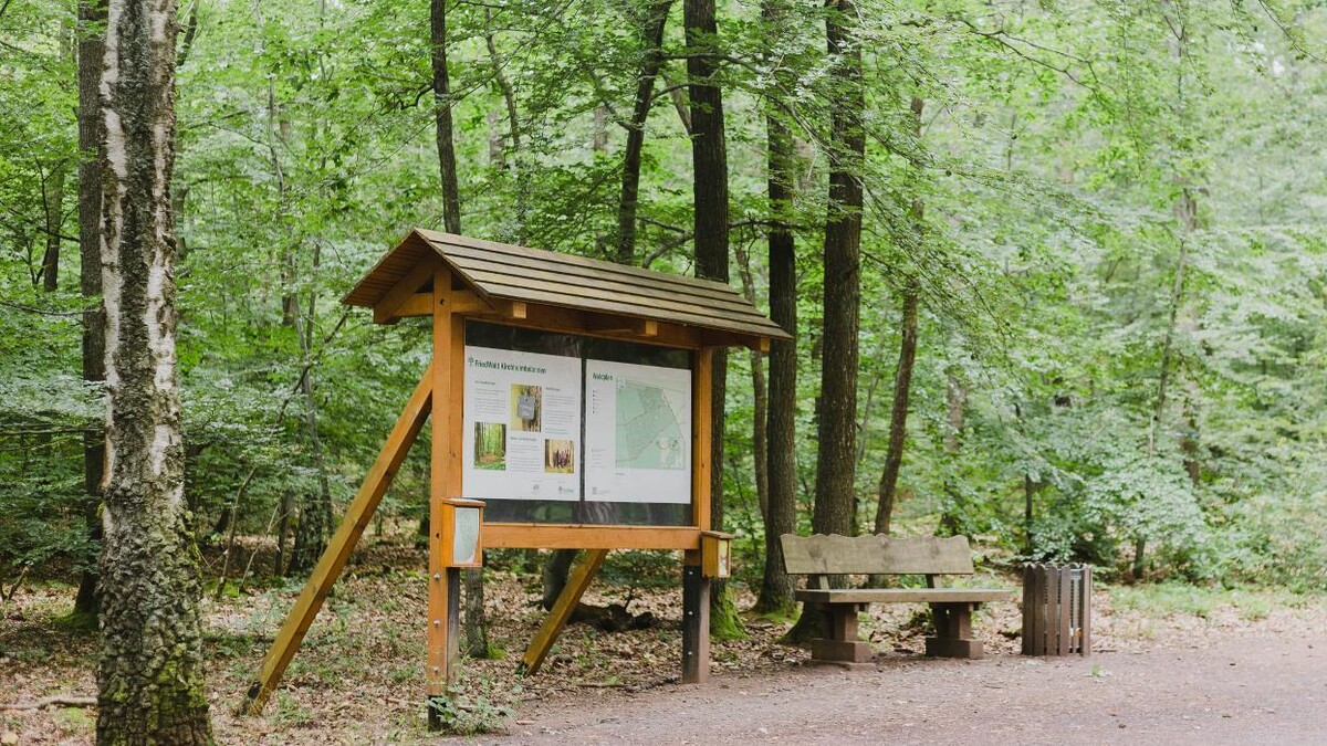 Bilder FriedWald Kirchheimbolanden